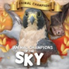 Animal_champions_of_the_sky