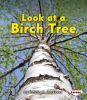 Look_at_a_Birch_Tree
