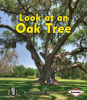 Look_at_an_Oak_Tree