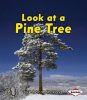 Look_at_a_Pine_Tree
